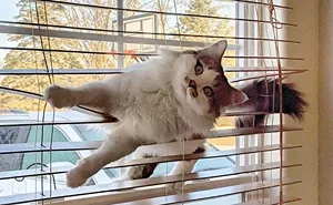 80 Times Cats Were Photographed Before, During, Or After Their Latest Crimes
