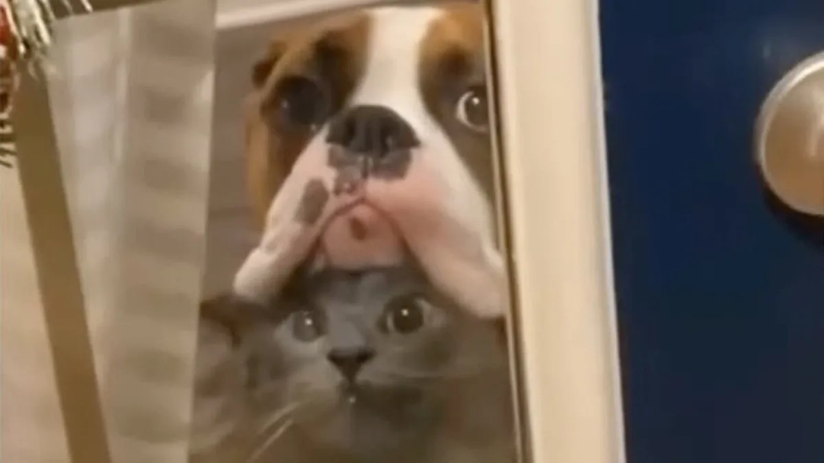 30 Hilariously Cute Dog Memes To Give You A Much-Needed Dose Of Happiness, As Shared By This Page