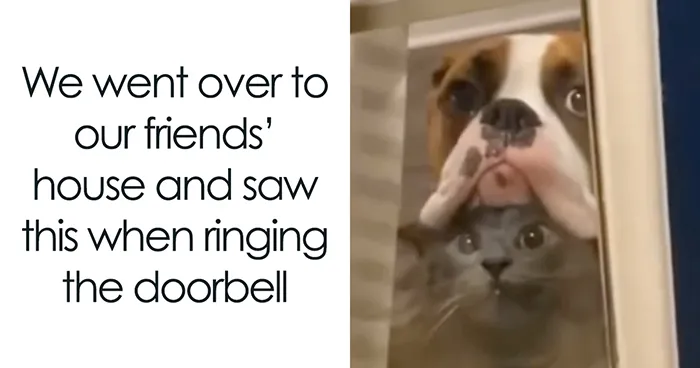 30 Hilariously Cute Dog Memes To Give You A Much-Needed Dose Of Happiness, As Shared By This Page