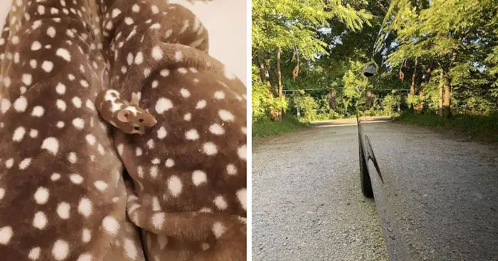 69 Accidental Camouflage Moments That Look Almost Too Perfect To Be Coincidence
