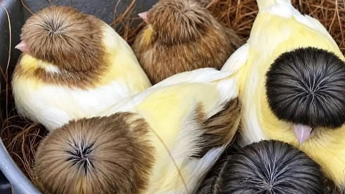 42 Bird Memes Shared By This Page That Prove Birds Are The Internet’s Most Underrated Comedians