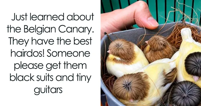 Tiny Body, Huge Attitude: 42 Memes That Capture Birds’ Enormous Personalities, As Shared By This Page