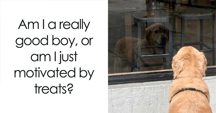 30 New Adorable Dog Memes Shared By This Page That Prove Our Four-Legged Friends Make Everything Better