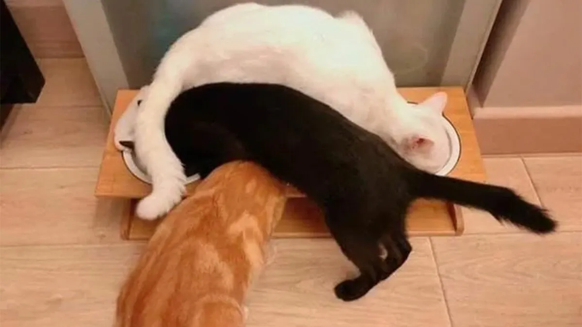 57 Completely Unserious Cat Posts Shared By This Page That Deserve A Place In Your Daily Scroll