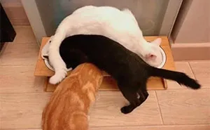 57 Completely Unserious Cat Posts Shared By This Page That Deserve A Place In Your Daily Scroll