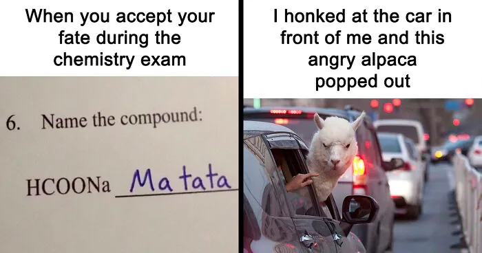 62 Random Memes That Have Absolutely No Agenda But To Make You Laugh Today