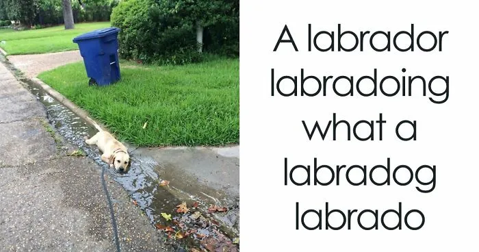 80 Redneck Memes That Start With A Bad Idea And End With Way Too Much Confidence