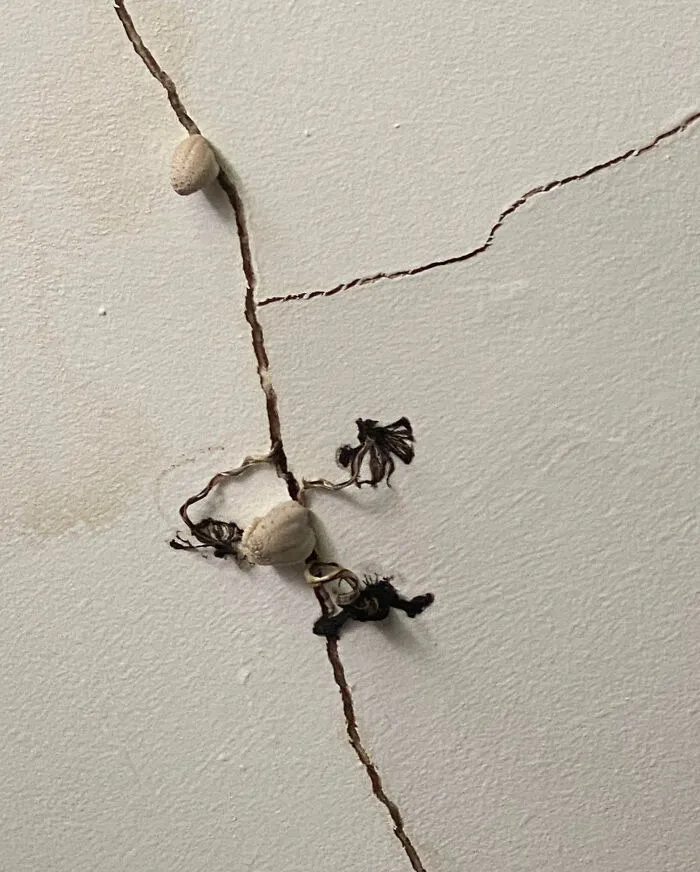 A DIY renovation fiasco showing mushrooms growing out of a crack in a damp ceiling.