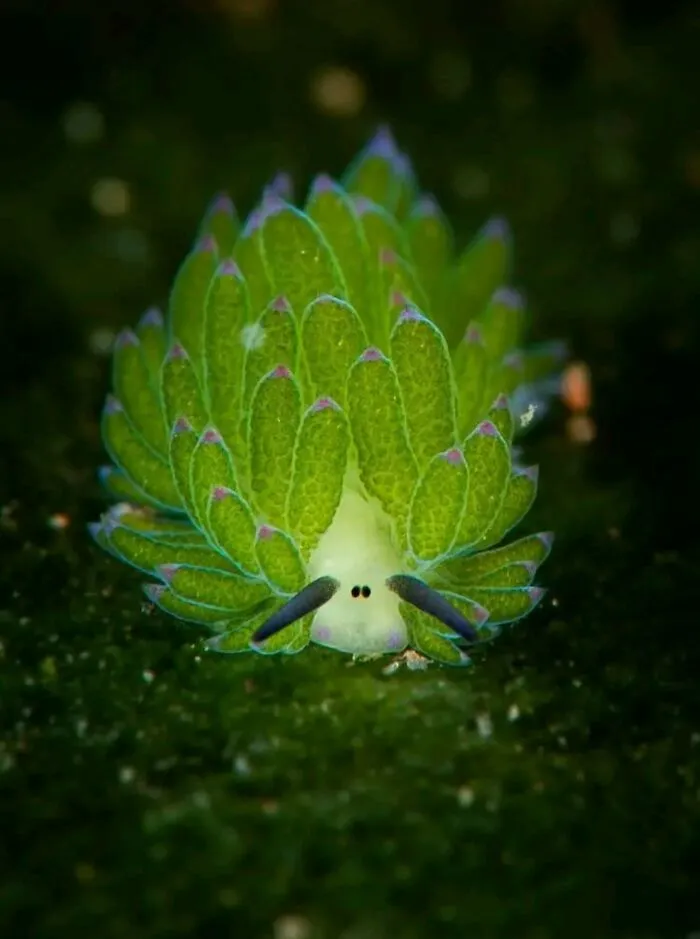 An interesting close-up of a tiny, leaf-like green sea slug with purple tips.