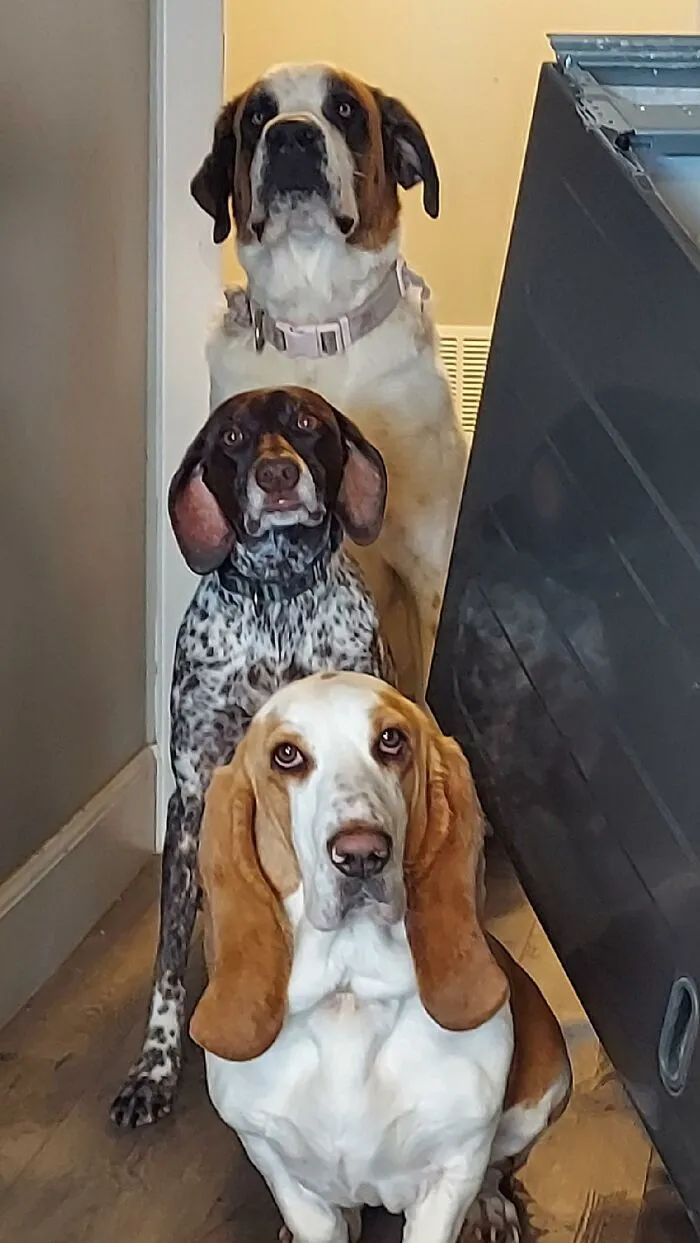 Three dogs sitting in a row indoors showing dog behavior