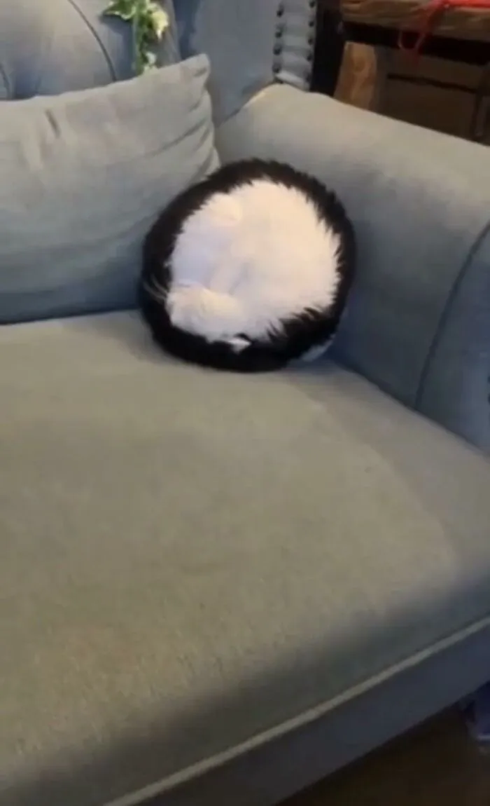 A black and white cat curled into a perfect circle on a sofa, creating a perfectly confusing illusion.