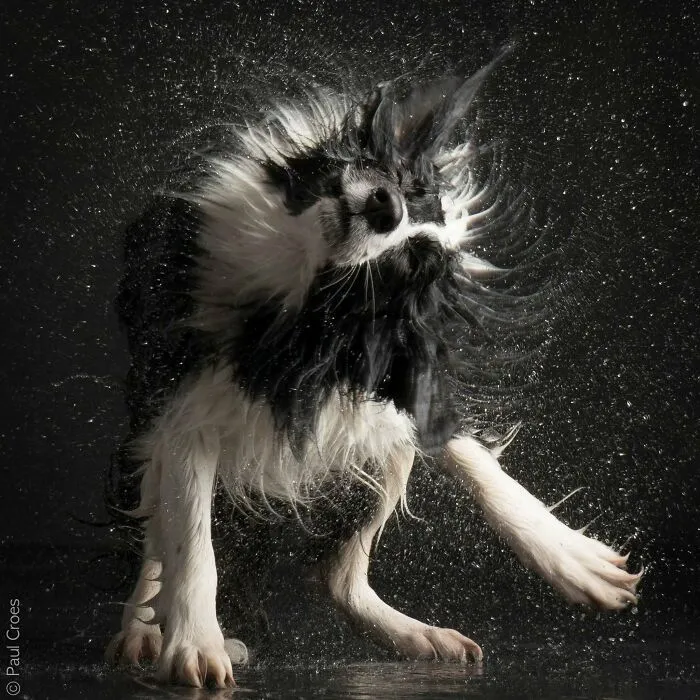 An energetic black and white dog shaking off water captured in an expressive studio photo.