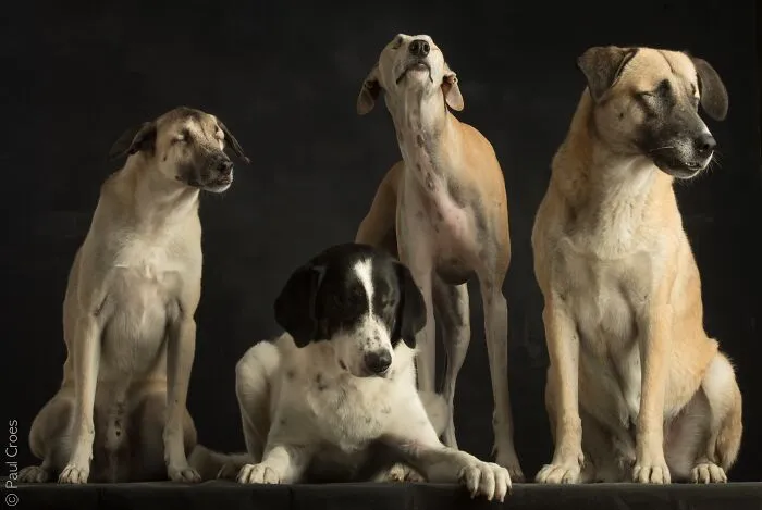 Four blind dogs sitting together in a studio photoshoot portrait.