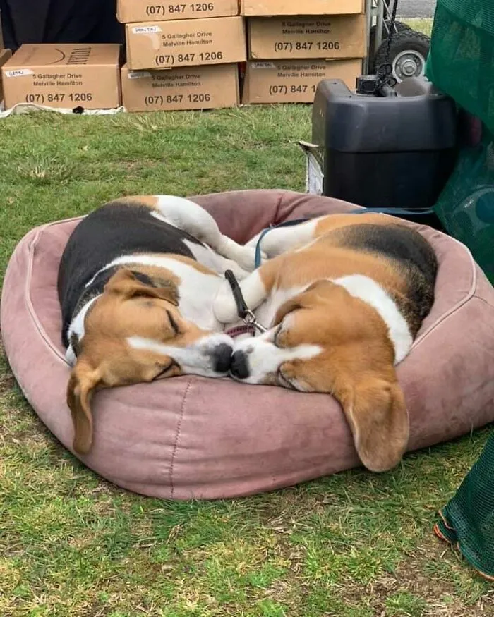 Two adorable sleeping puppies snuggled together in a round dog bed outdoors