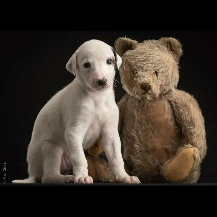 A white pup sitting next to a vintage teddy bear in a studio photography session.