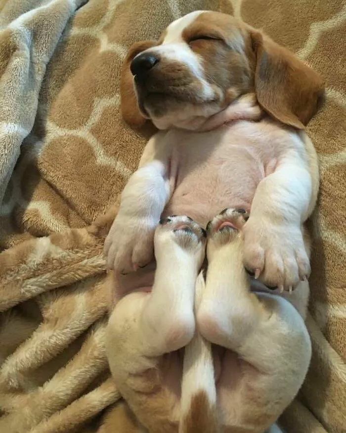 Adorable sleeping puppy resting on its back on a cozy blanket with paws tucked in