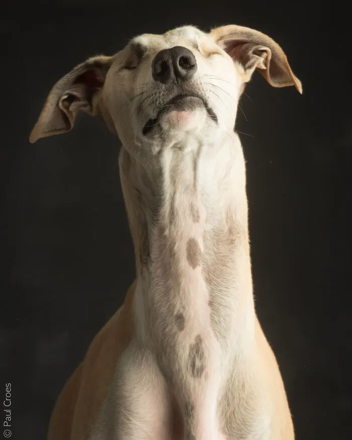 Close-up portrait of a blind dog tilting its head up in a photo studio.
