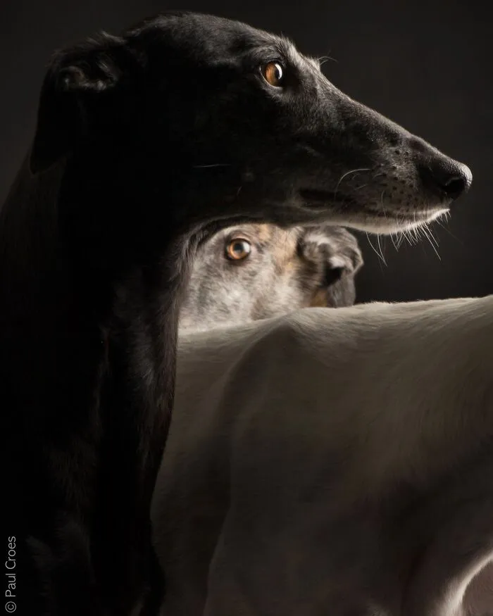 An artistic close up of two greyhound dogs in a studio portrait setting.