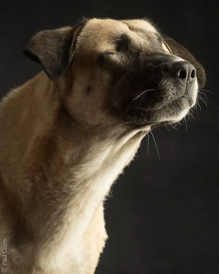 A close-up studio portrait of a blind dog tilting its head up peacefully.