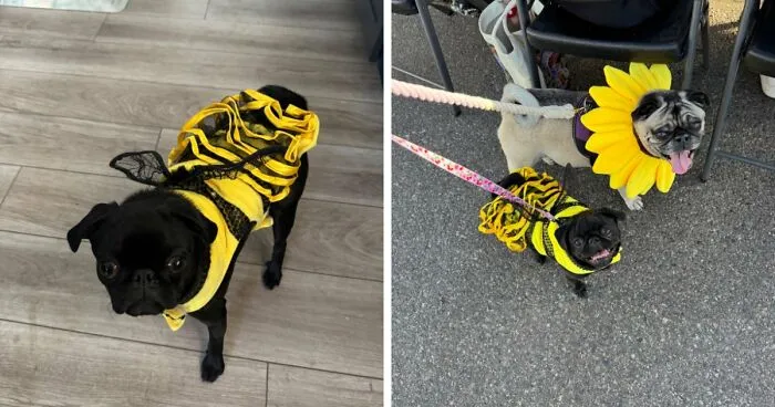 Two pugs dressed in bumblebee and sunflower pet Halloween costumes.
