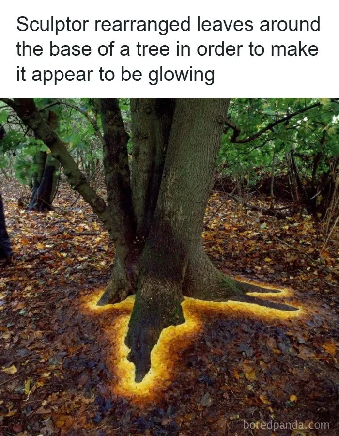 Rearranged leaves glowing around a tree trunk showing interesting facts about the world around us
