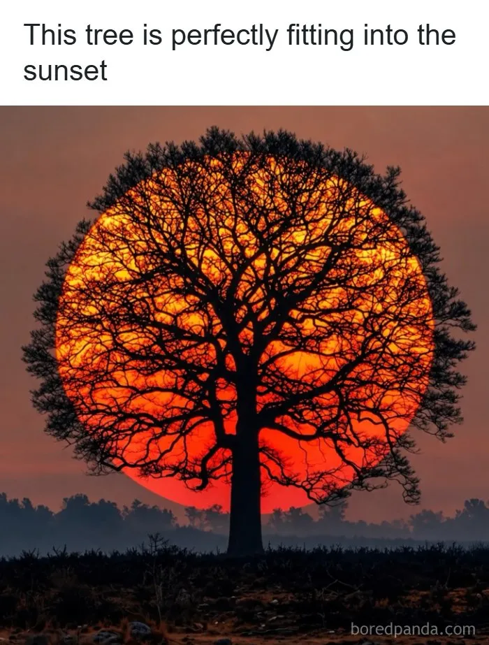 Silhouette of a round tree perfectly lining up with a massive glowing sun, featured in entertaining posts.