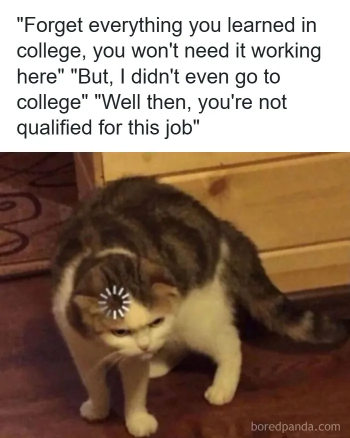 Confused loading cat meme about contradictory job qualification rules, showing recruiting fails funny pics.