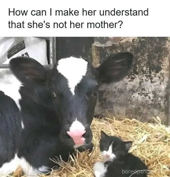 Wholesome memes picture of a black and white calf lying next to a matching tuxedo kitten in straw.