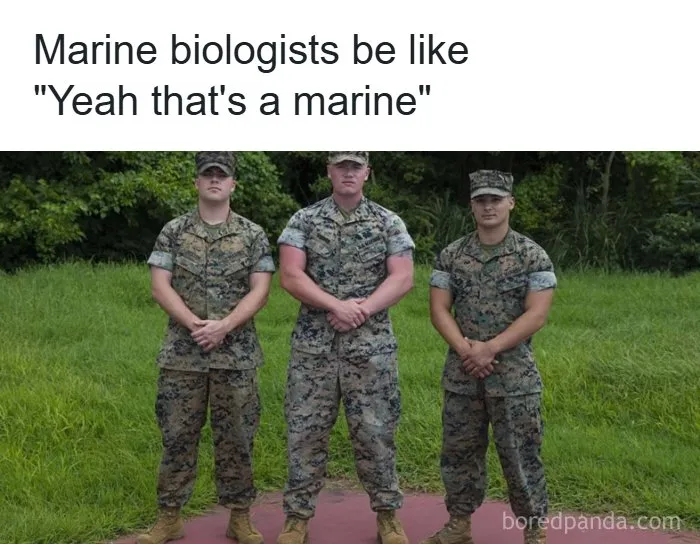 Absurd internet post featuring military officers in a marine biologist joke