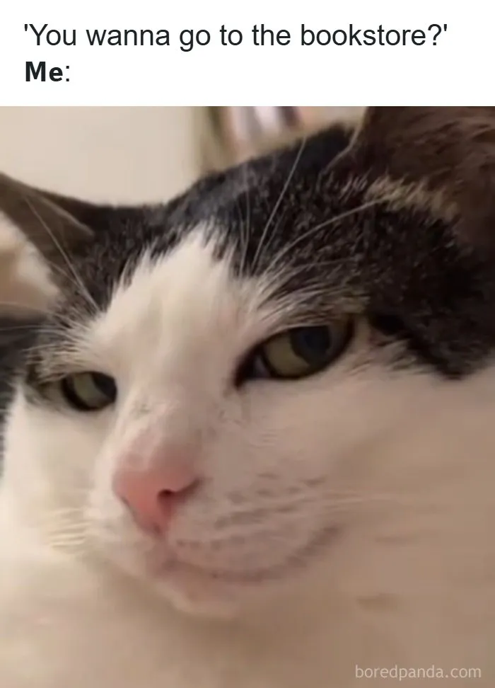 Close-up of cat with meme text about wanting to go to the bookstore