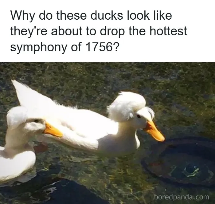 Wholesome memes of two ducks with puffy crests swimming on water like musicians.