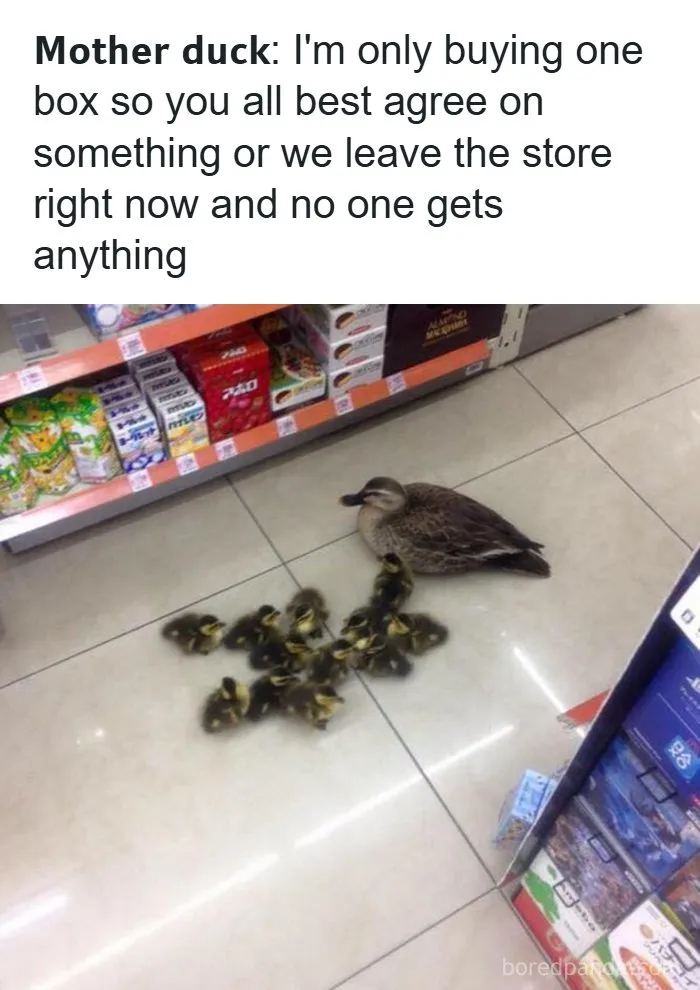 Wholesome memes image of a mother duck and her ducklings sitting together in a store aisle.