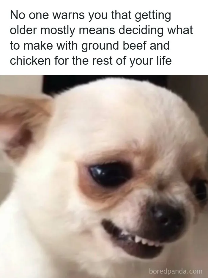 A small dog grinning awkwardly in one of the spot-on memes about adult dinner choices.
