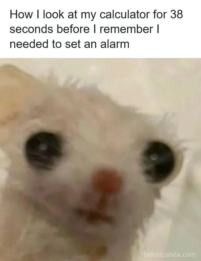 Funny and spot-on memes showing a blurry white creature with big eyes looking utterly confused.