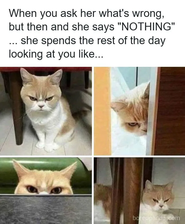 Grumpy cat meme showing annoyed expressions in multiple shots