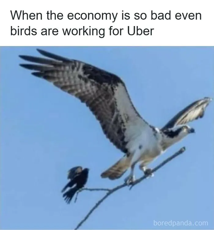 Strange and funny pics of a small bird riding on a stick carried by an eagle.
