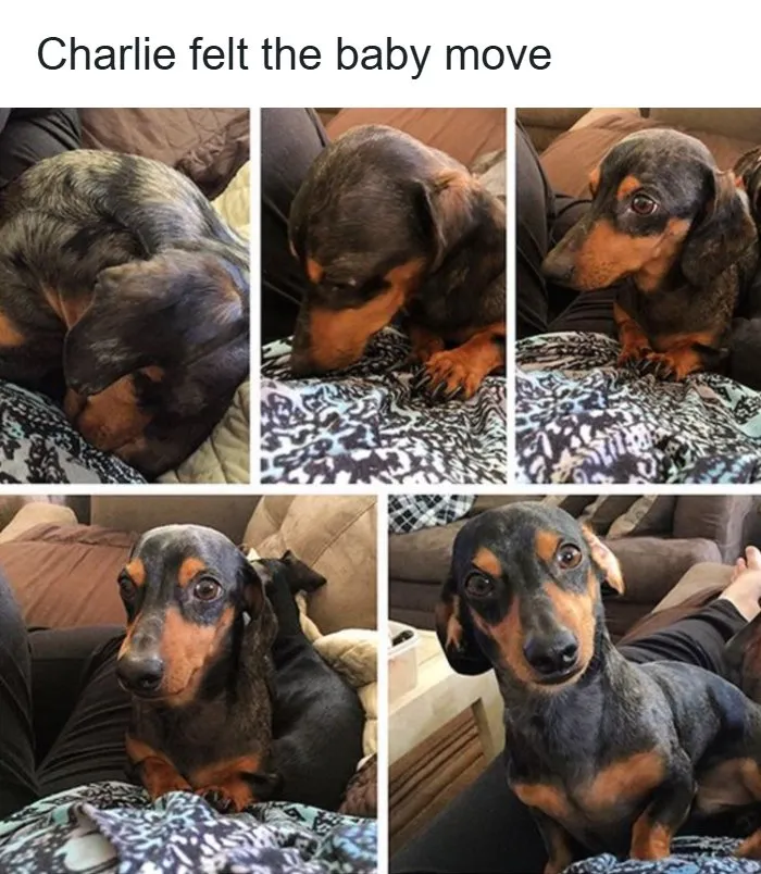 Wholesome memes collage of a dachshund dog listening closely to a pregnant belly.