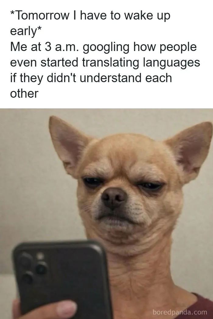Spot-on meme of a tired chihuahua staring at a smartphone late at night.