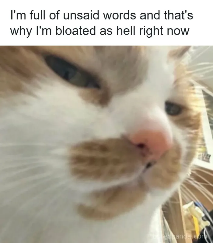 Spot-on memes showing a close-up annoyed cat face representing feeling bloated with unsaid words.