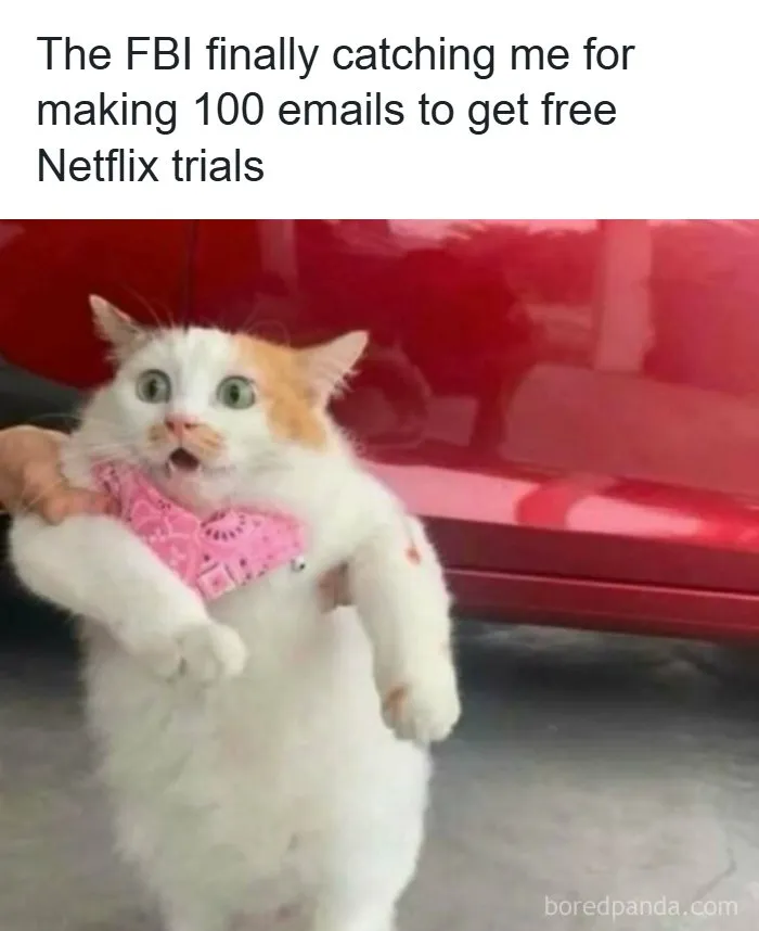 Hilarious memes featuring a shocked white cat with a pink bandana being held after making fake emails.
