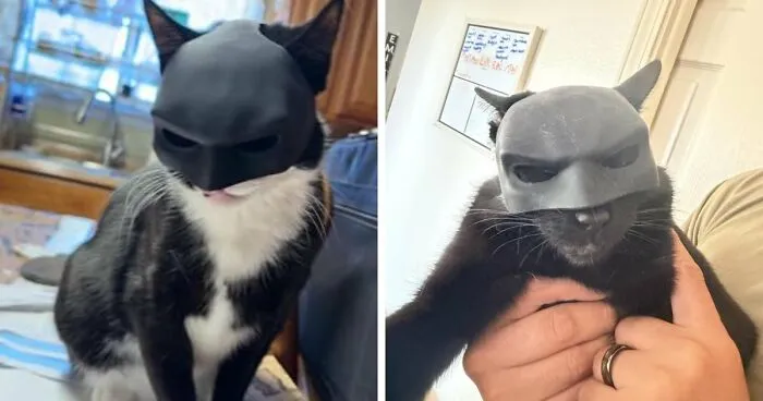 A black cat wearing a Batman mask, showcasing a pet Halloween costume idea.
