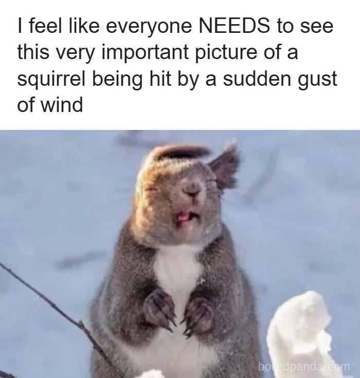 Funny pics of a squirrel looking windblown by a sudden gust of wind.