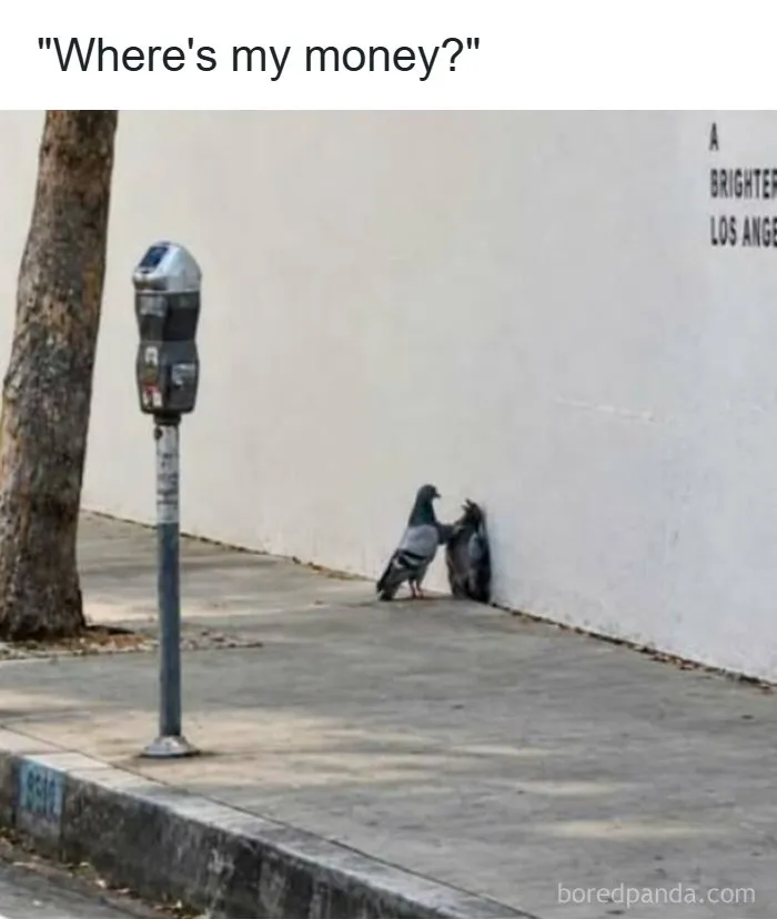 Strange and funny pics showing one pigeon pinning another against a wall.