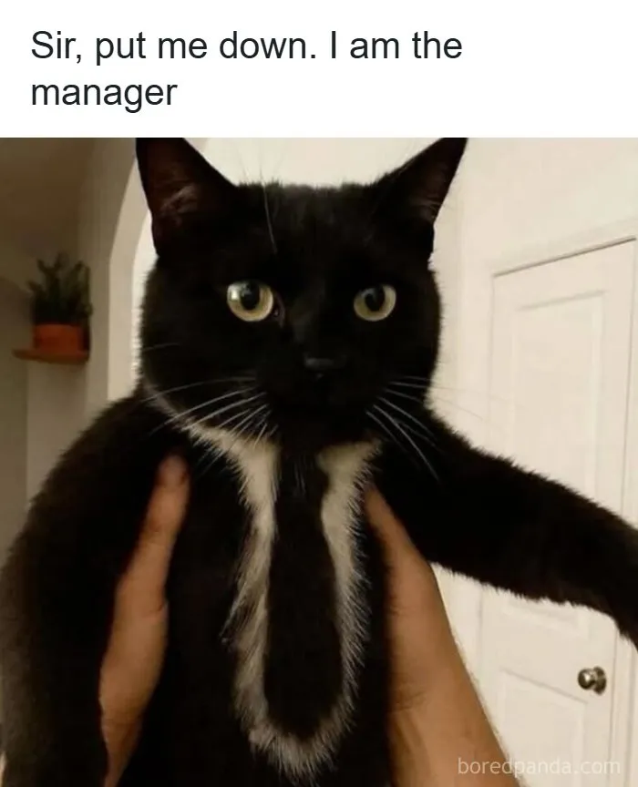A black cat held up like a manager, one of many wholesome memes.