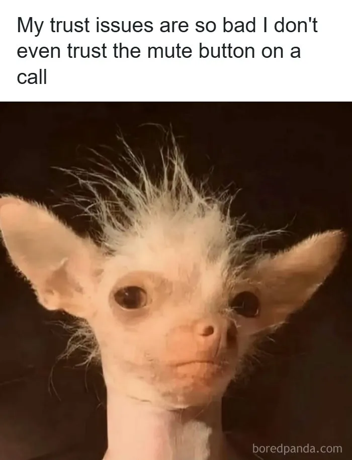 Accurate meme with a funny scruffy dog depicting trust issues