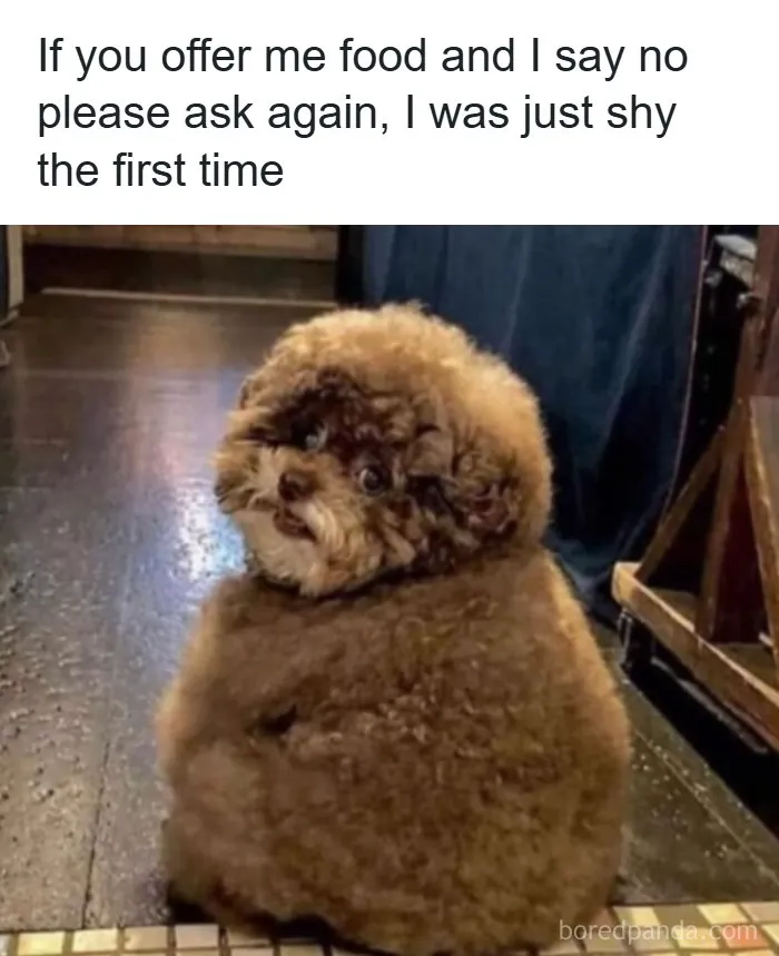 Spot-on meme of a cute fluffy dog waiting shyly for food