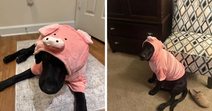Black dog wearing a pink pig hoodie as a hilarious pet Halloween costume.