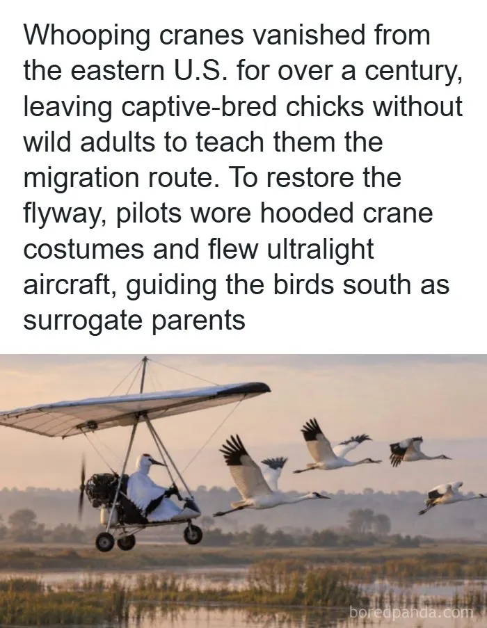 A pilot in a crane costume flying an ultralight plane alongside birds, an interesting fact about the world around us.