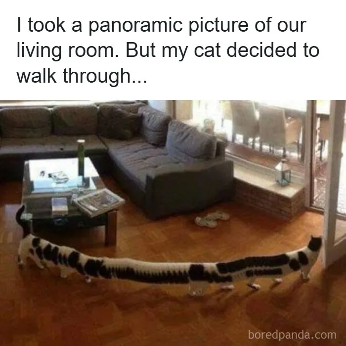 Panoramic photo distorted cat stretching across living room in old school internet meme
