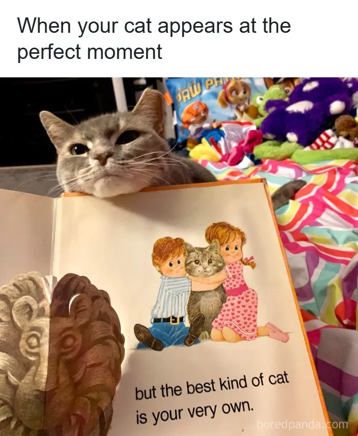 Wholesome memes showing a real cat resting its head perfectly above a cat illustration in a book